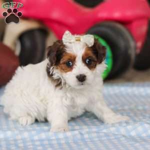 Jade, Yorkie Poo Puppy